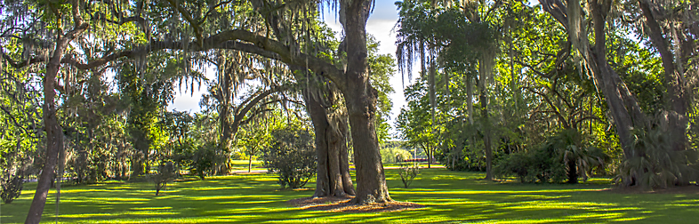 Trees and Development